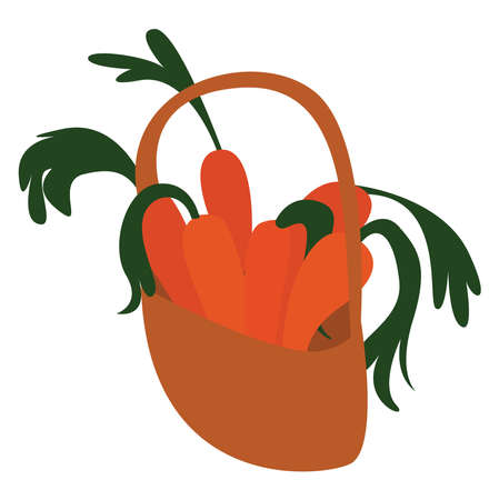 Basket with carrots, illustration, vector on white background.のイラスト素材