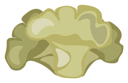 Cauliflower, illustration, vector on white background.のイラスト素材