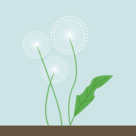 Dandelions, illustration, vector on white background.のイラスト素材