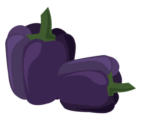 Purple pepper, illustration, vector on white background.のイラスト素材