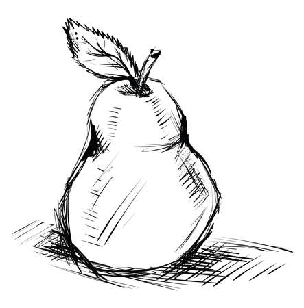 Pear sketch, illustration, vector on white background.のイラスト素材
