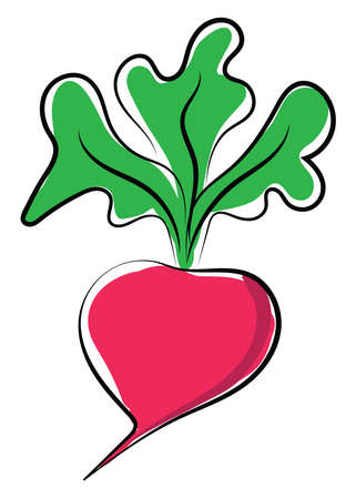 Radish, illustration, vector on white background.のイラスト素材