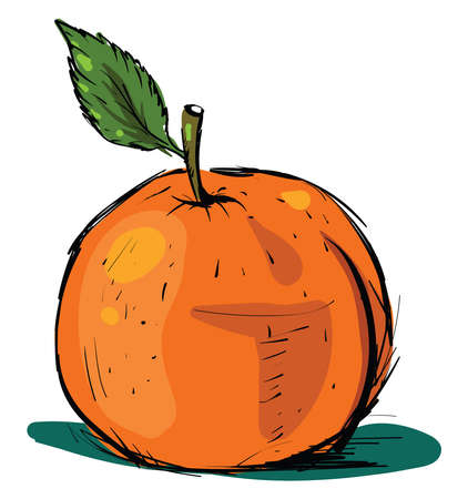 Orange drawing, illustration, vector on white background.のイラスト素材