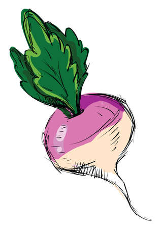 Radish drawing, illustration, vector on white background.のイラスト素材
