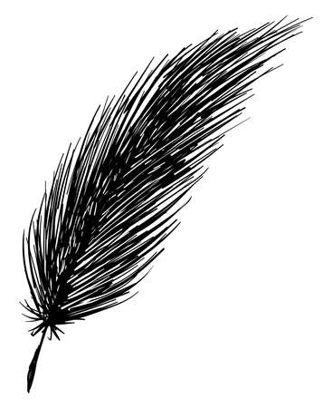Black feather, illustration, vector on white background.のイラスト素材