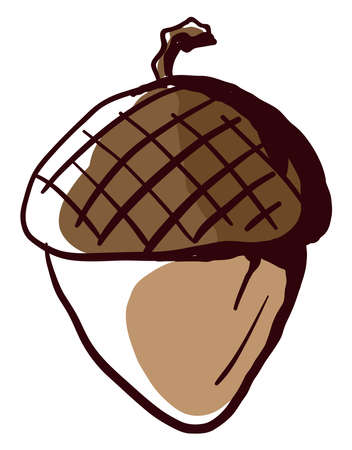 Acorn draw, illustration, vector on white background.のイラスト素材