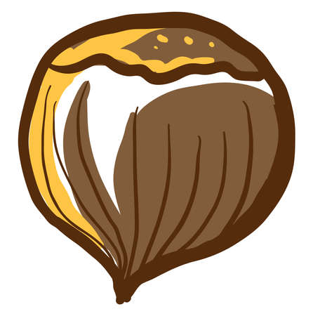 Hazelnut drawing, illustration, vector on white background.のイラスト素材