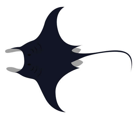 Manta ray, illustration, vector on white background.のイラスト素材