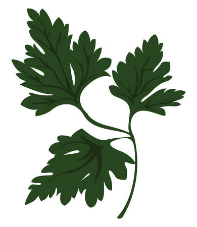 Green parsley, illustration, vector on white background.のイラスト素材