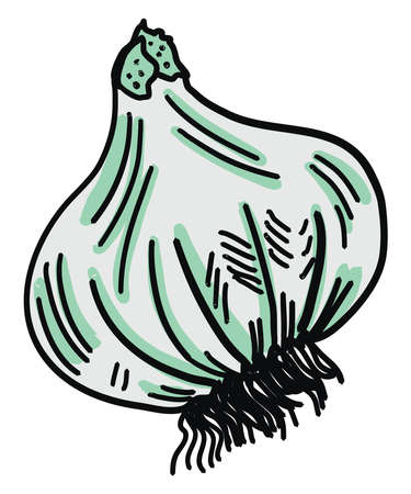 Garlic drawing, illustration, vector on white background.のイラスト素材