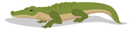 Green alligator, illustration, vector on white backgroundのイラスト素材