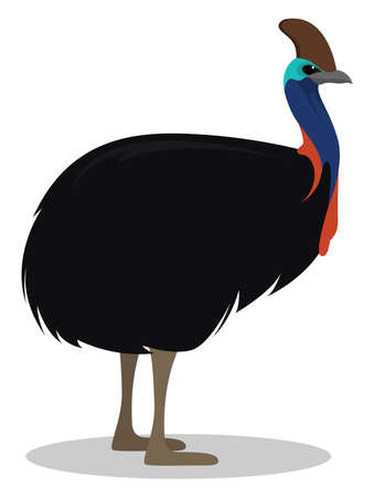 Cassowary bird, illustration, vector on white backgroundのイラスト素材