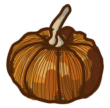 Mini pumpkin, illustration, vector on white backgroundのイラスト素材