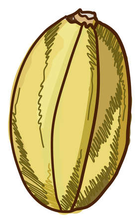 Spagetti squash pumpkin, illustration, vector on white backgroundのイラスト素材