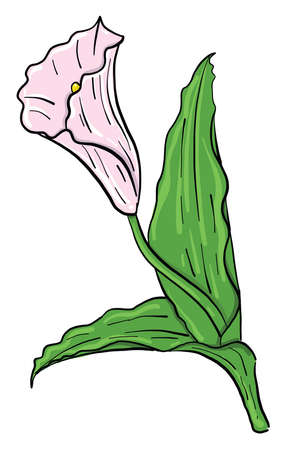 Pink flower calla , illustration, vector on white backgroundのイラスト素材