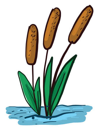 Beautiful reeds , illustration, vector on white backgroundのイラスト素材