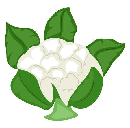 Fresh cauliflower, illustration, vector on white backgroundのイラスト素材