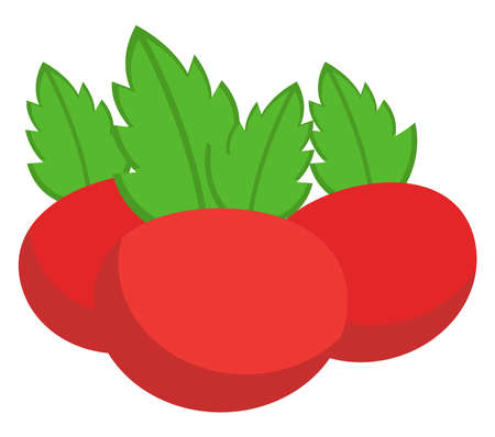 Fresh tomato, illustration, vector on white backgroundのイラスト素材