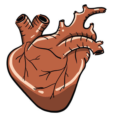 Human heart, illustration, vector on white backgroundのイラスト素材