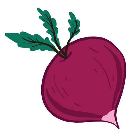 Pink radish, illustration, vector on white backgroundのイラスト素材