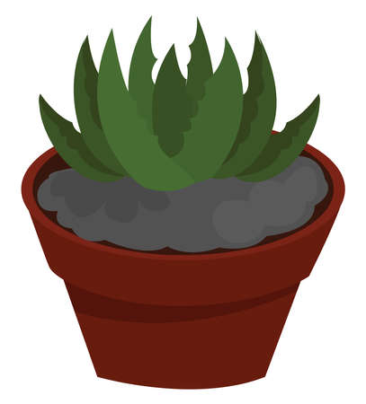 Aloe vera plant, illustration, vector on white backgroundのイラスト素材