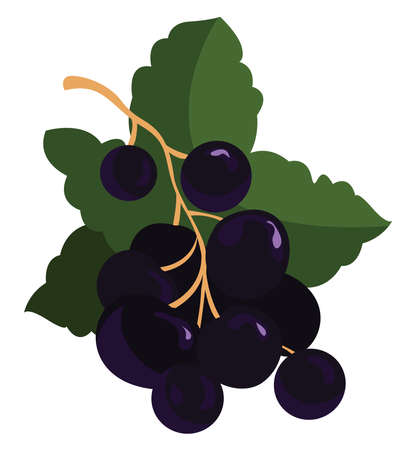 Black currant with green leaves, illustration, vector on white backgroundのイラスト素材