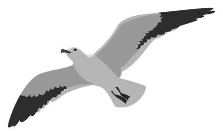 Flying albatross, illustration, vector on white backgroundのイラスト素材