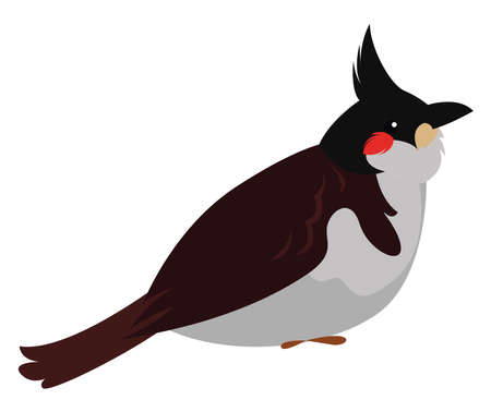 Cute bulbul bird, illustration, vector on white backgroundのイラスト素材