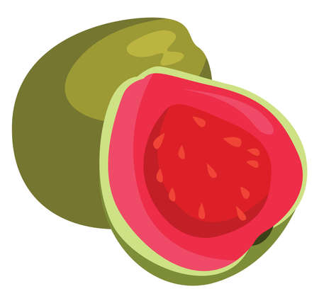 Green guava, illustration, vector on white backgroundのイラスト素材