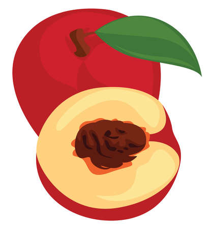 Nectarina fruit, illustration, vector on white backgroundのイラスト素材