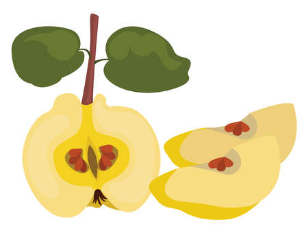 Half quince, illustration, vector on white backgroundのイラスト素材
