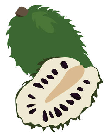 Green soursop, illustration, vector on white backgroundのイラスト素材