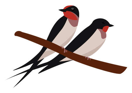 Swallows on a branch, illustration, vector on white backgroundのイラスト素材