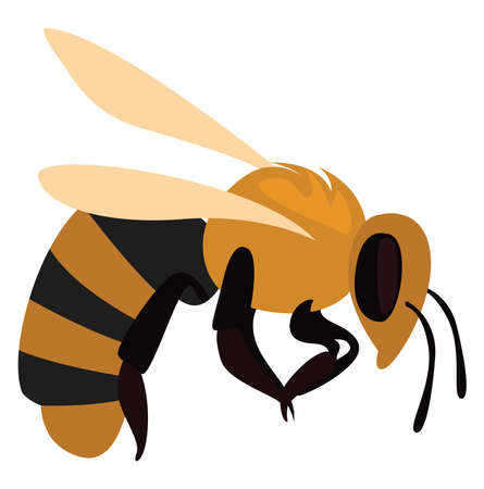 Wild bee, illustration, vector on white backgroundのイラスト素材