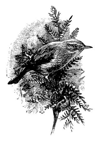 Chiff Chaff is a common European bird and similiar to the warblers, vintage line drawing or engraving illustration.のイラスト素材