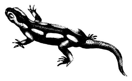 Salamander in which the body is black and warty with long irregular yellow spots distributed over the head, vintage line drawing or engraving illustration.のイラスト素材