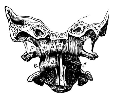 This illustration represents Occipito atlantal Articulation, vintage line drawing or engraving illustration.のイラスト素材