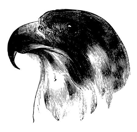 This illustration represents Head of a Peregrine Falcon, vintage line drawing or engraving illustration.のイラスト素材