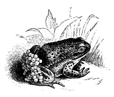 Nurse Frog which is a genus of anurous amphibians, vintage line drawing or engraving illustration.のイラスト素材