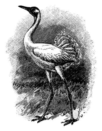 Whooping Crane is a very tall grazing bird, vintage line drawing or engraving illustration.のイラスト素材