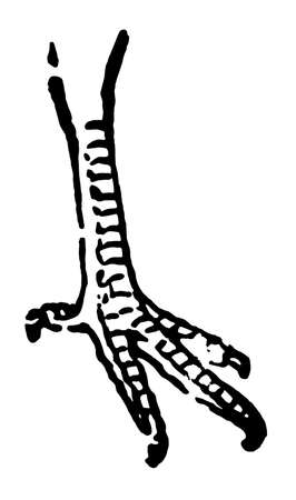 This illustration represents Hen Feet, vintage line drawing or engraving illustration.のイラスト素材