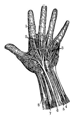 Arteries of the palm of the hand and Elbow nerve, vintage line drawing or engraving illustration.のイラスト素材