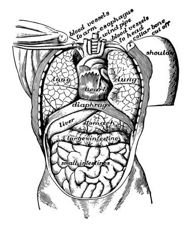 Organs in the body cavity viewed from the front, vintage line drawing or engraving illustration.のイラスト素材