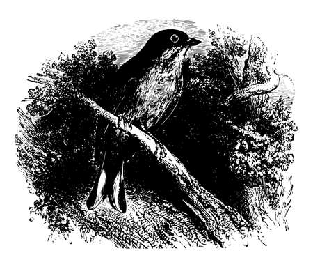 Green Headed Bunting perched on a branch, vintage line drawing or engraving illustration.のイラスト素材
