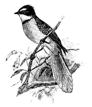 Fan Tailed Flycatcher with a large fan like tail, vintage line drawing or engraving illustration.のイラスト素材