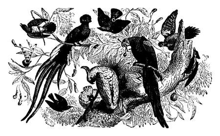 Scansores sitting in a tree, vintage line drawing or engraving illustration.のイラスト素材