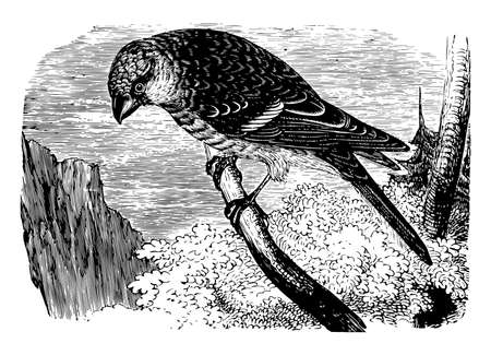Pine Grosbeak feeds mostly on seeds, vintage line drawing or engraving illustration.のイラスト素材