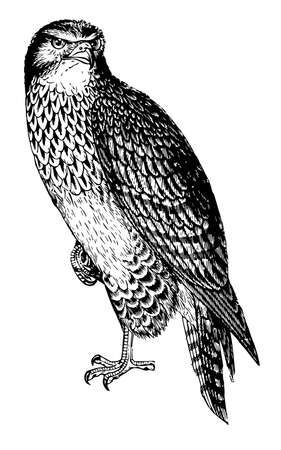 Buzzard have strong talons, vintage line drawing or engraving illustration.のイラスト素材