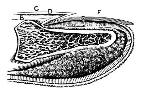 This illustration represents Longitudinal section of a fingernail, vintage line drawing or engraving illustration.のイラスト素材