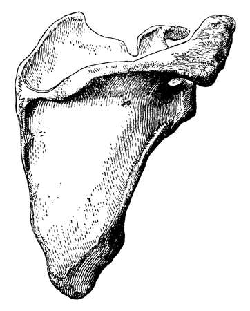 The shoulder-blade is a large flat three-sided bone which is placed on the upper and back part of the chest, vintage line drawing or engraving illustration.のイラスト素材